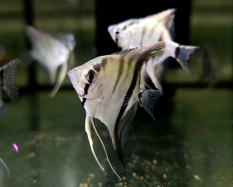 Zebra Angel ~ 4-5cm